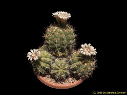 Gymnocalycium moserianum 381